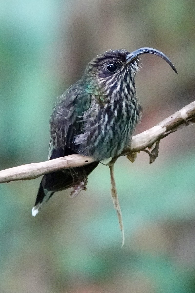 White-tipped Sicklebill - ML645291782