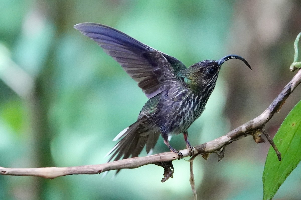 White-tipped Sicklebill - ML645291783