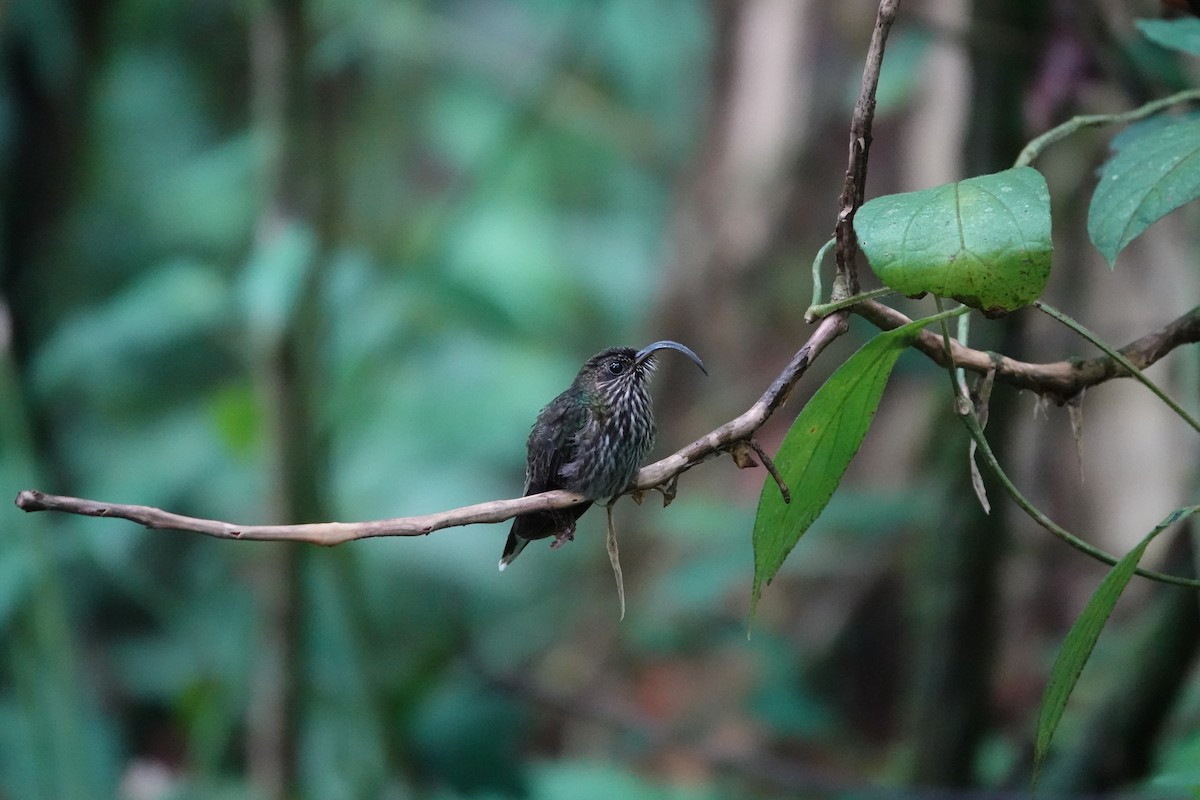 White-tipped Sicklebill - ML645291785