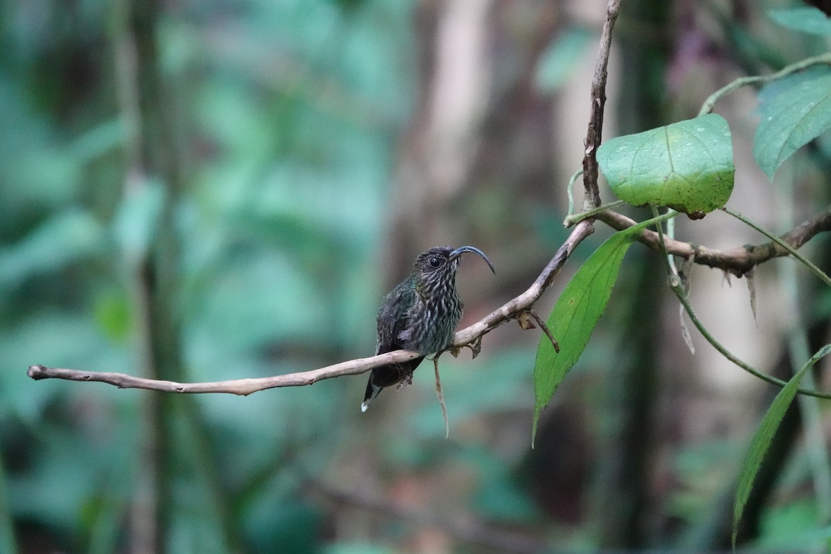 White-tipped Sicklebill - ML645291786