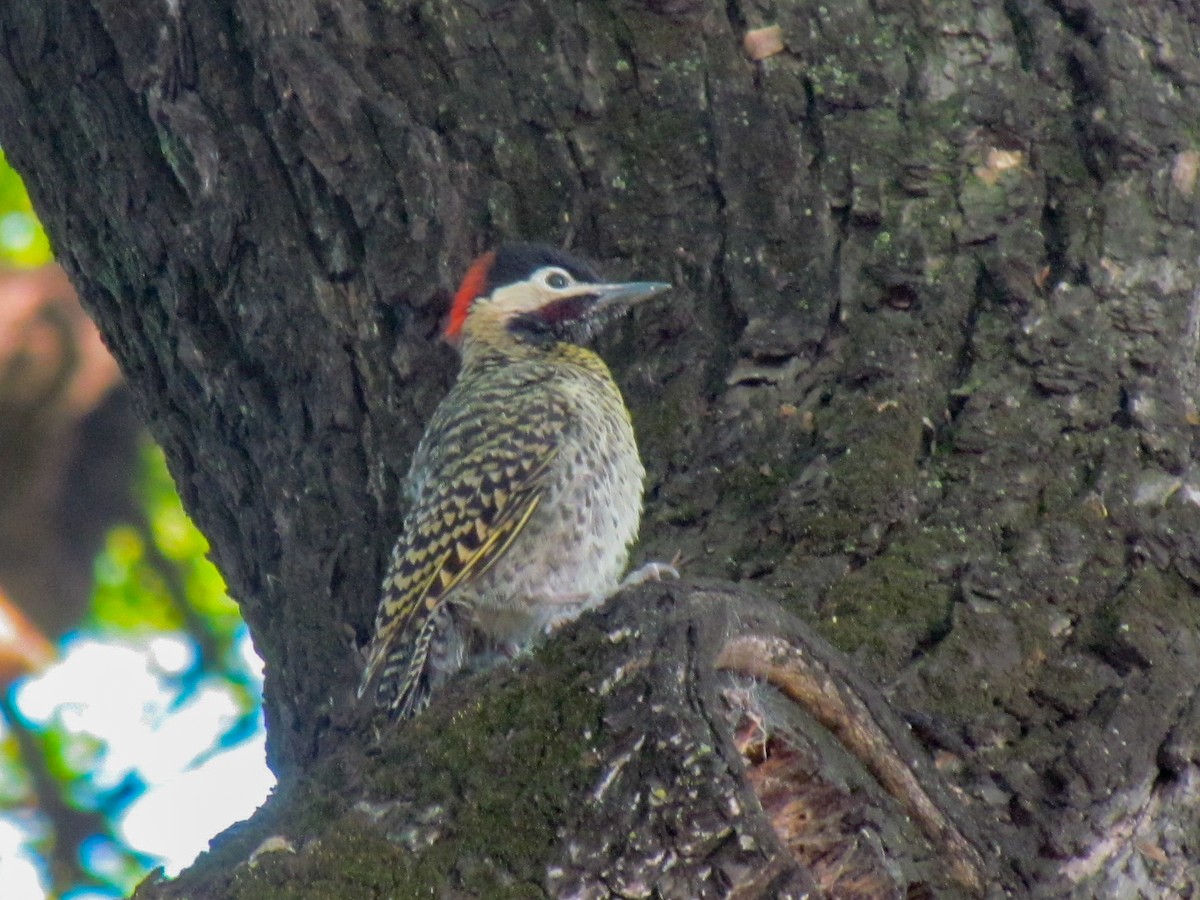 Grünbindenspecht - ML645291792