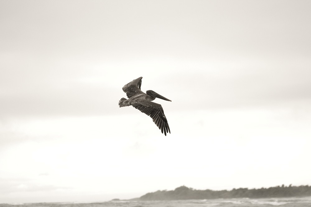 Brown Pelican - ML645291794