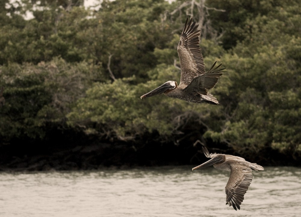 Brown Pelican - ML645291795