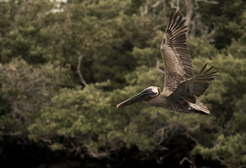 Brown Pelican - ML645291796