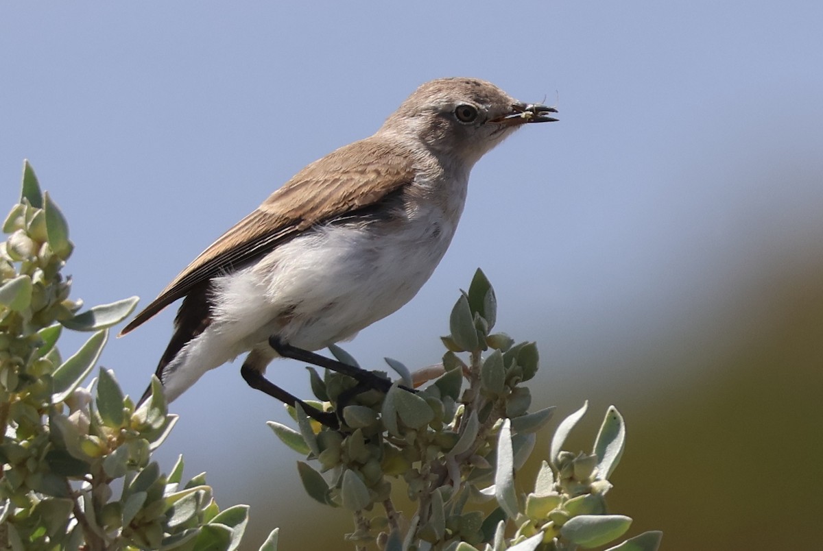 White-fronted Chat - ML645291797