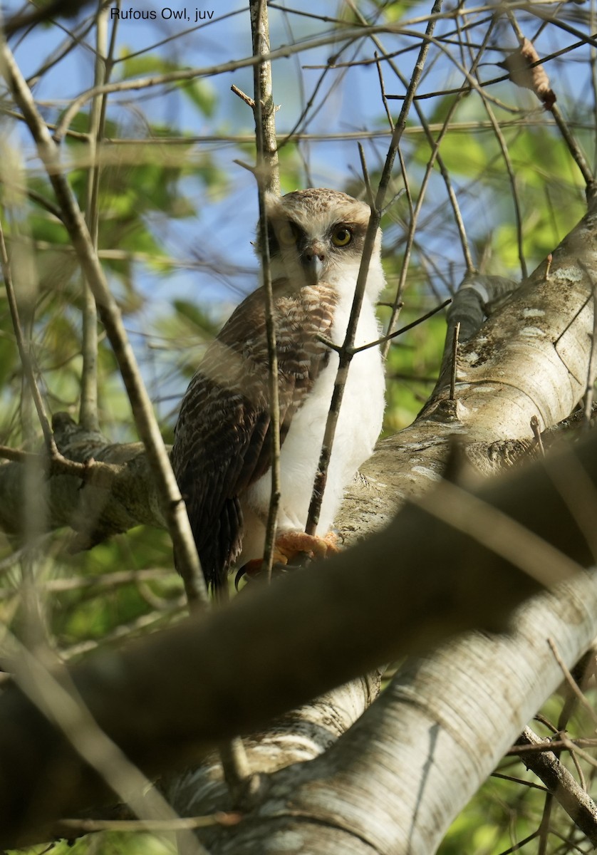 Nínox Rojizo - ML645291799