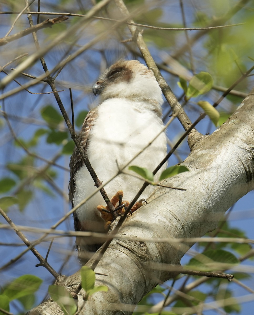 Nínox Rojizo - ML645291803