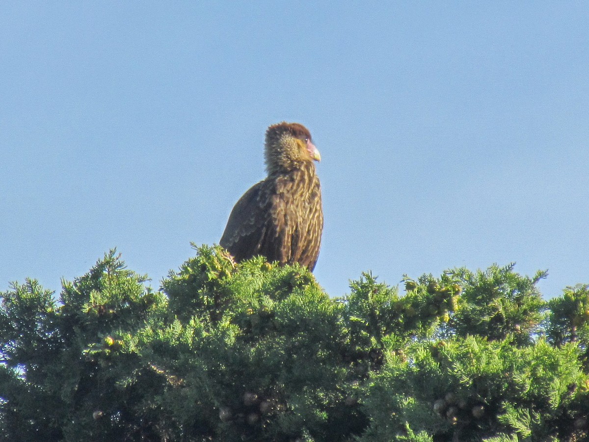 Crested Caracara - ML645291804