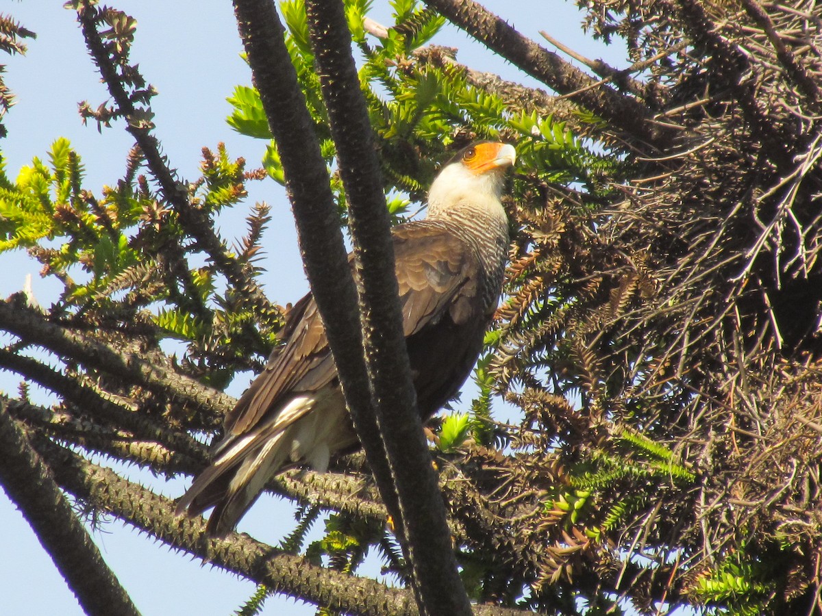 Crested Caracara - ML645291806