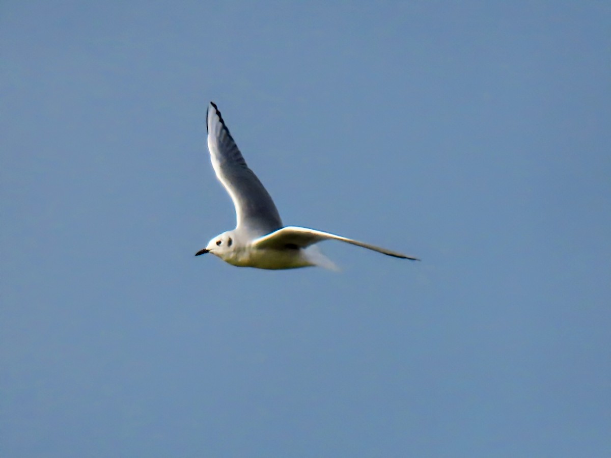 Мартин канадський - ML645291809