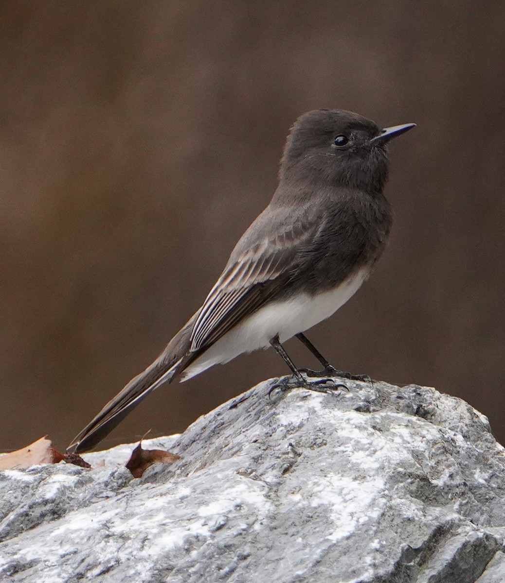 Black Phoebe - ML645291814