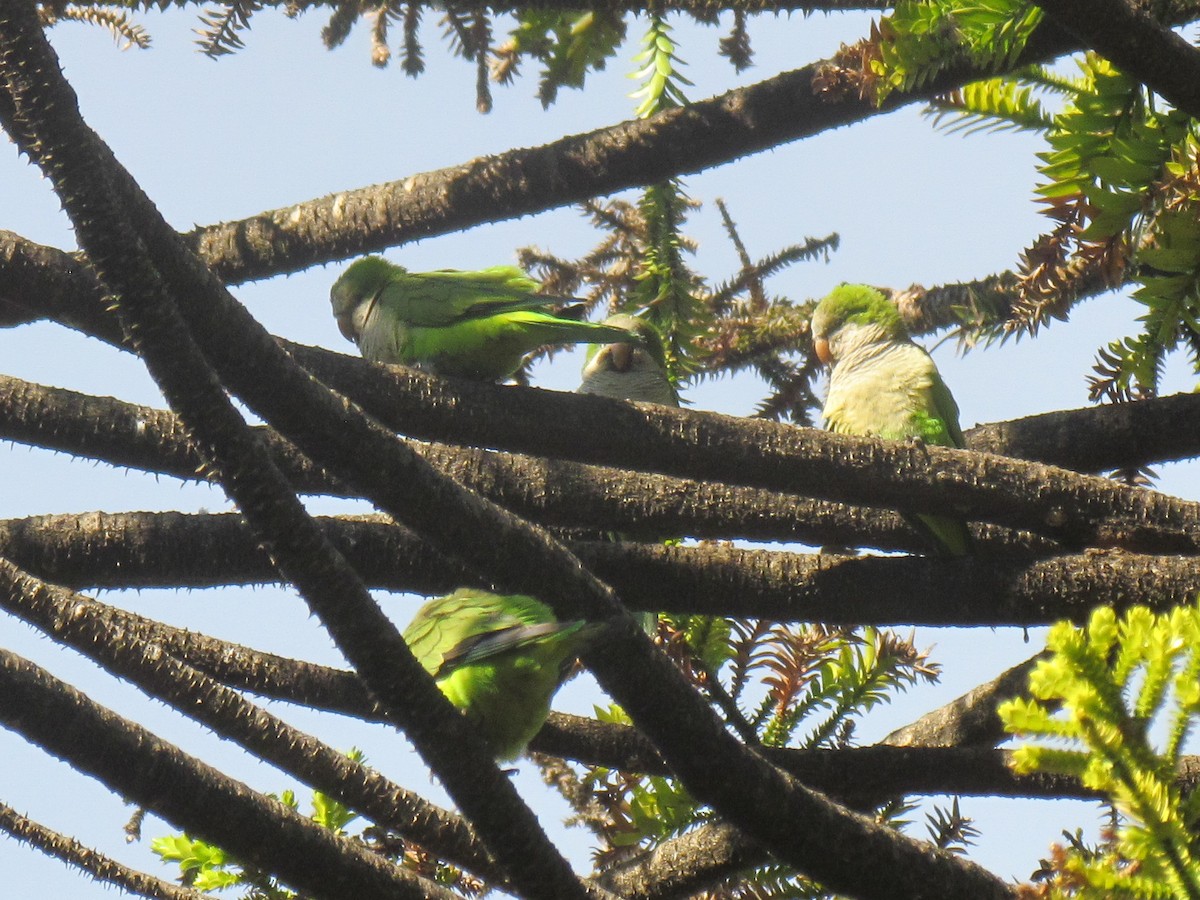 Monk Parakeet - ML645291821