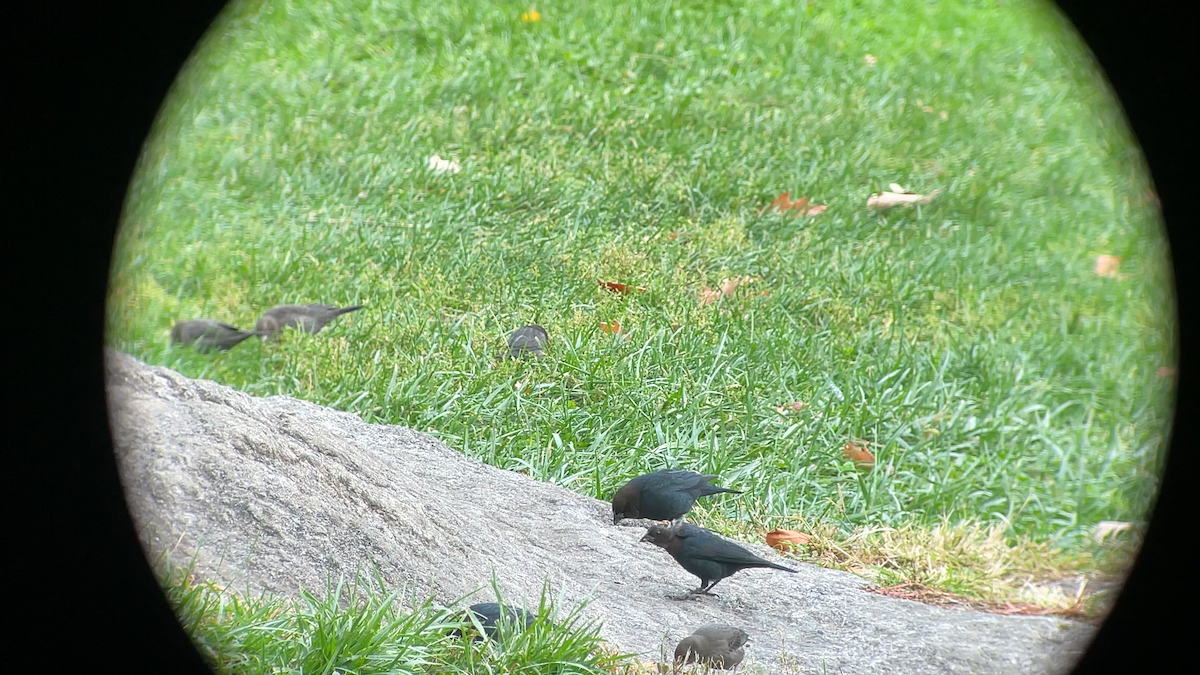 Brown-headed Cowbird - ML645291825