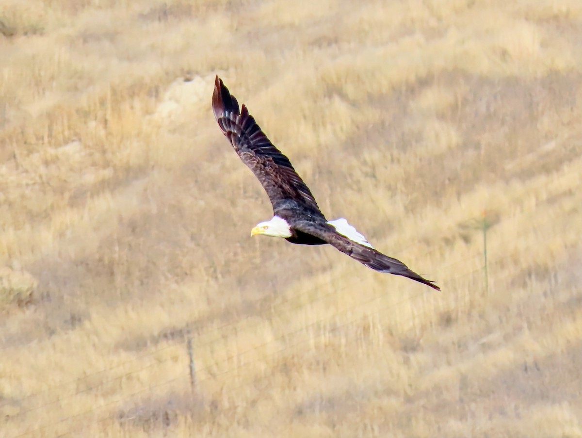 Орлан білоголовий - ML645291831