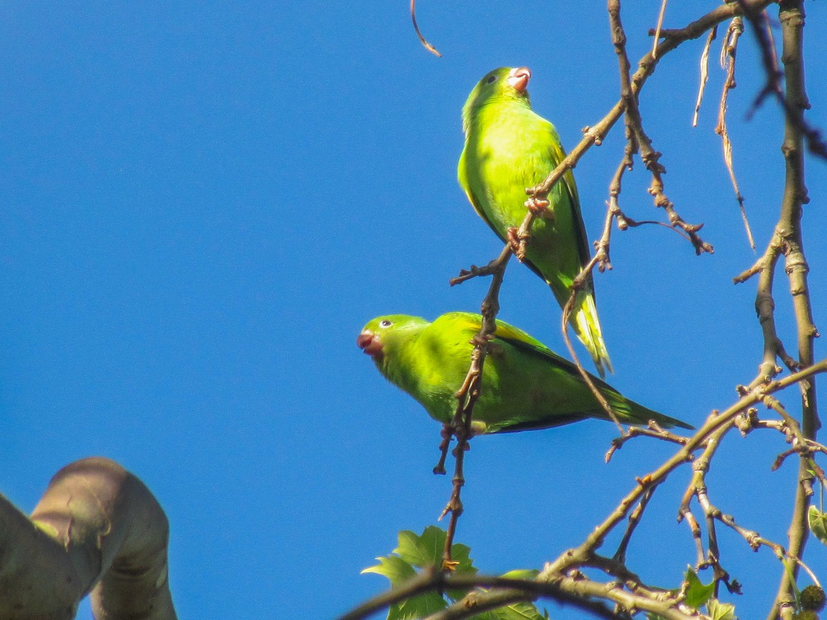 Yellow-chevroned Parakeet - ML645291832