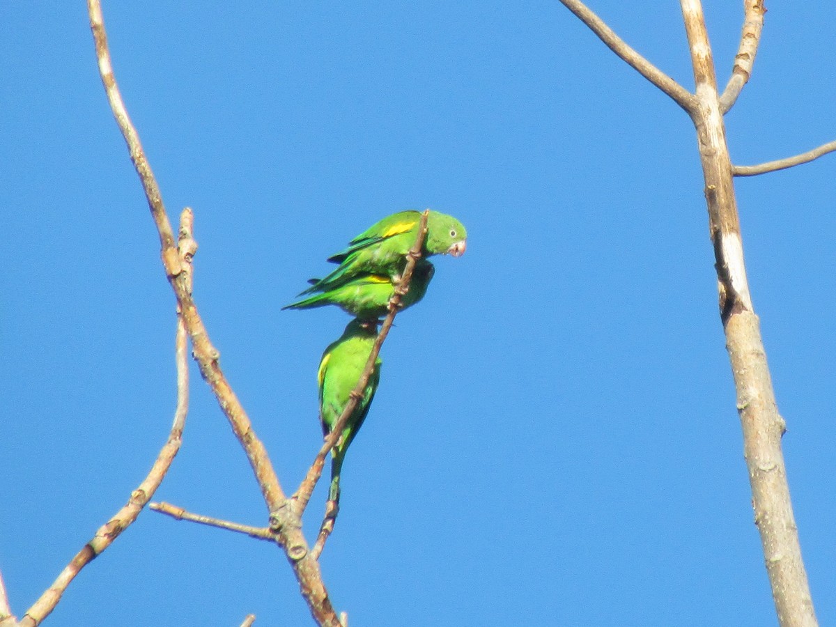 Yellow-chevroned Parakeet - ML645291833