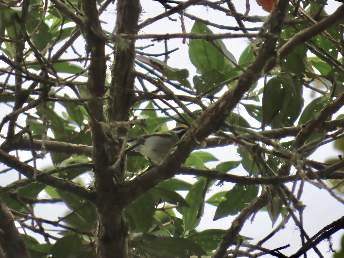 キンバネアメリカムシクイ - ML645291834