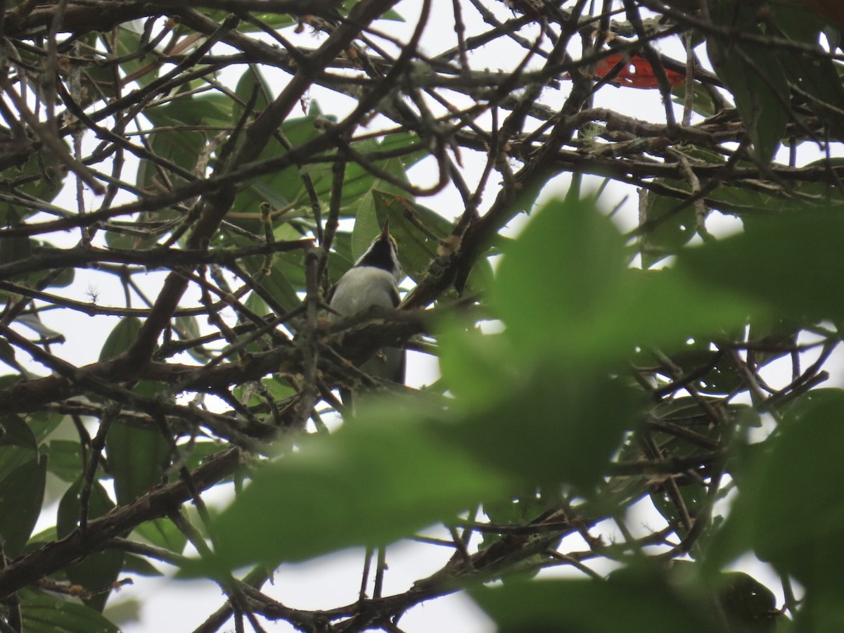 キンバネアメリカムシクイ - ML645291837