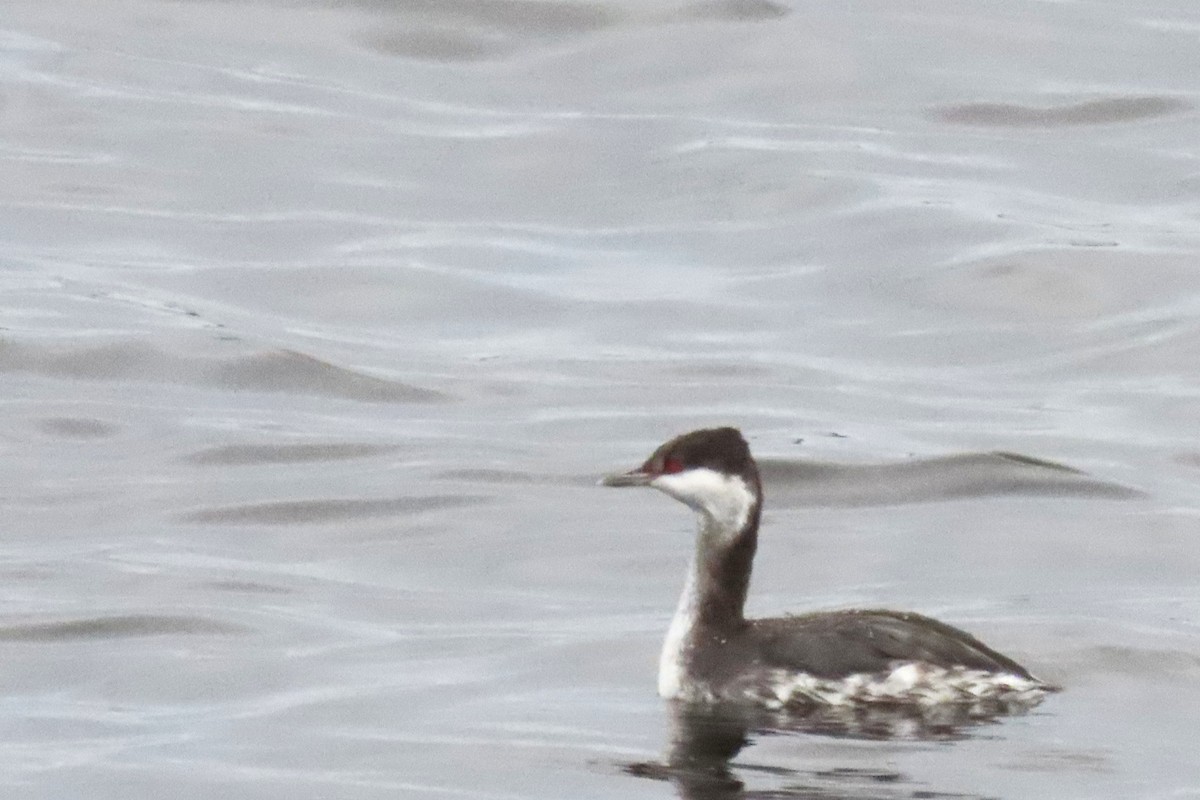 Zampullín Cuellirrojo - ML645291838