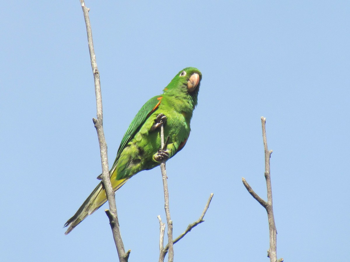 White-eyed Parakeet - ML645291841