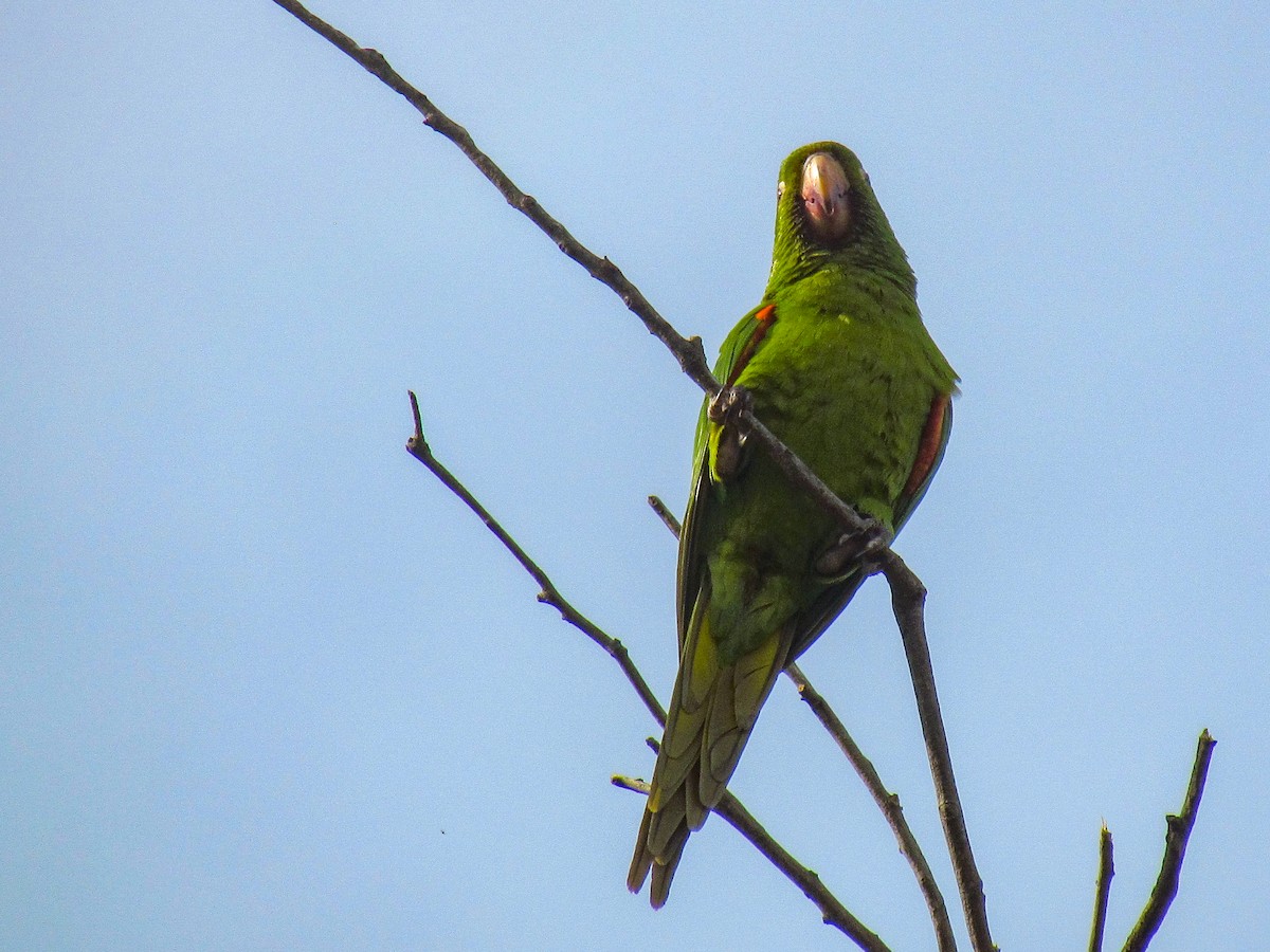 White-eyed Parakeet - ML645291842