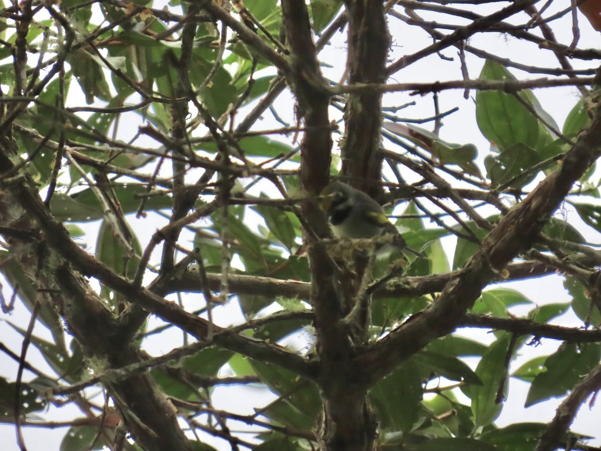 キンバネアメリカムシクイ - ML645291843