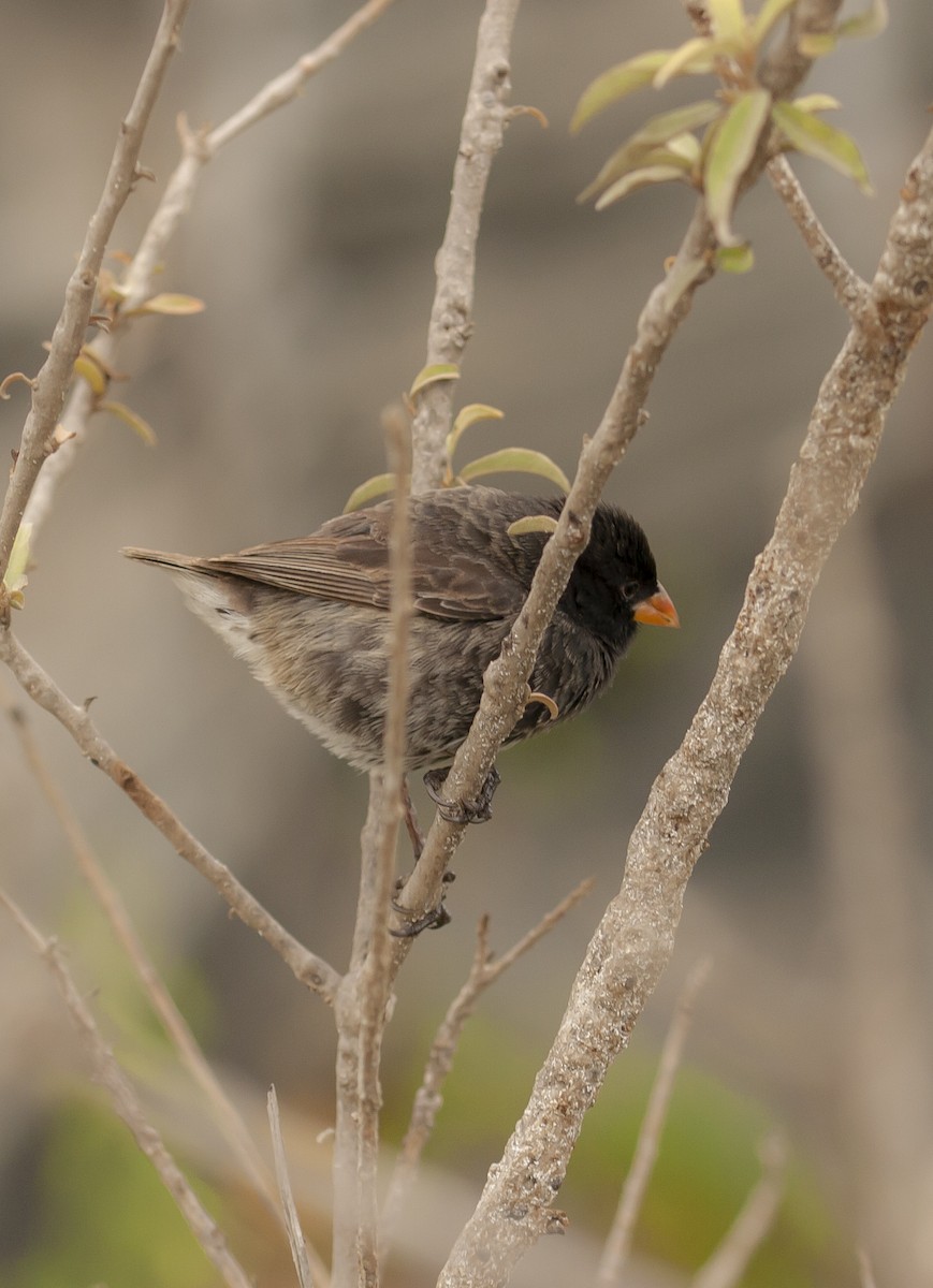 Small Ground-Finch - ML645291845