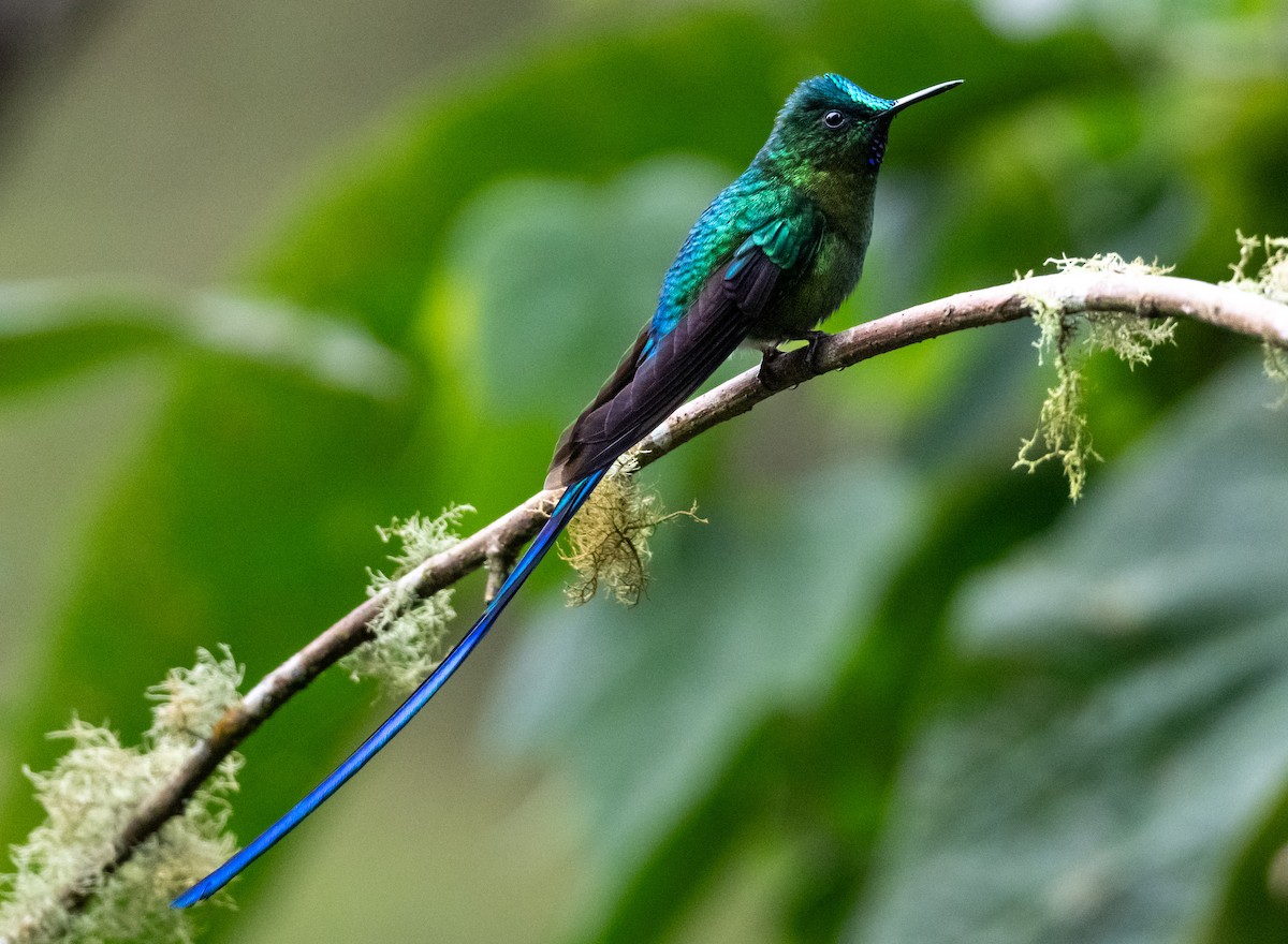 Long-tailed Sylph - ML645291846