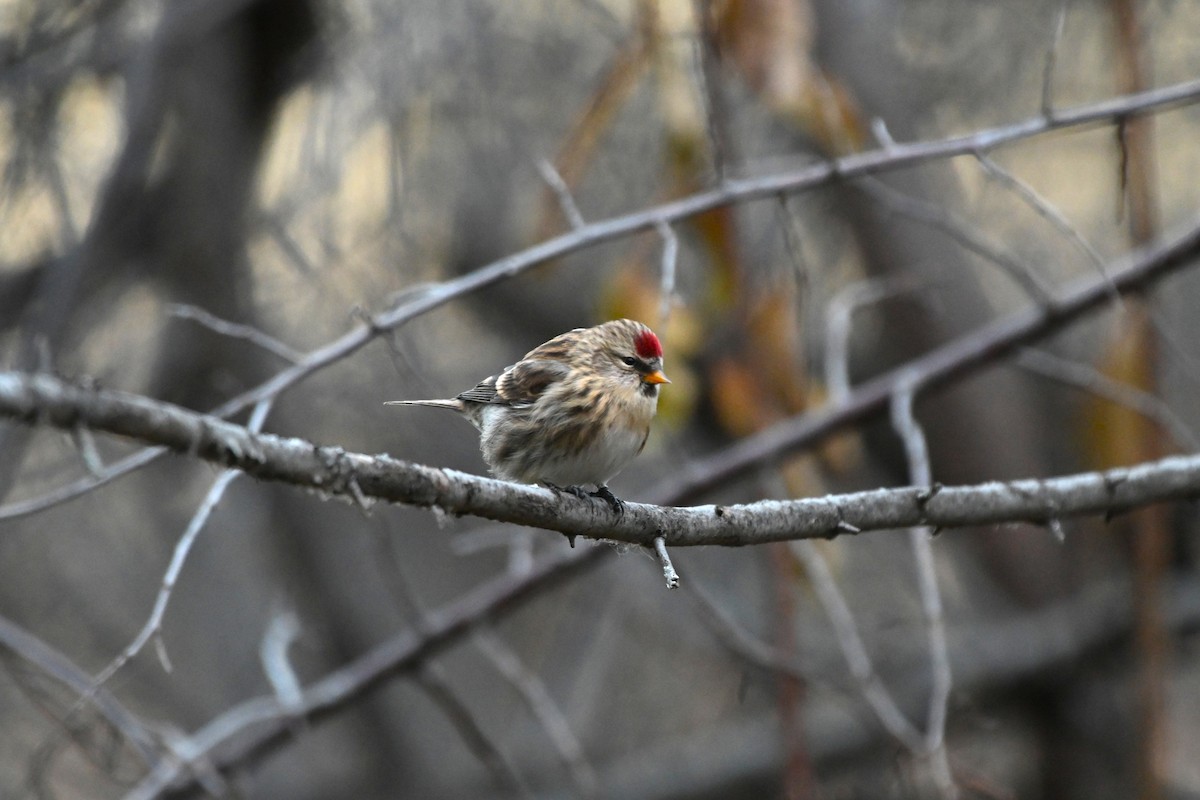 Дөлөн цэгцүүхэй - ML645291866