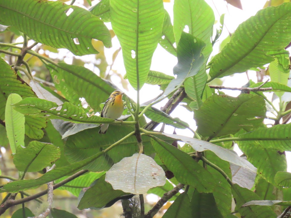 Blackburnian Warbler - ML645291868
