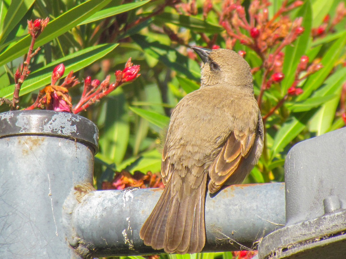 Grayish Baywing - ML645291875