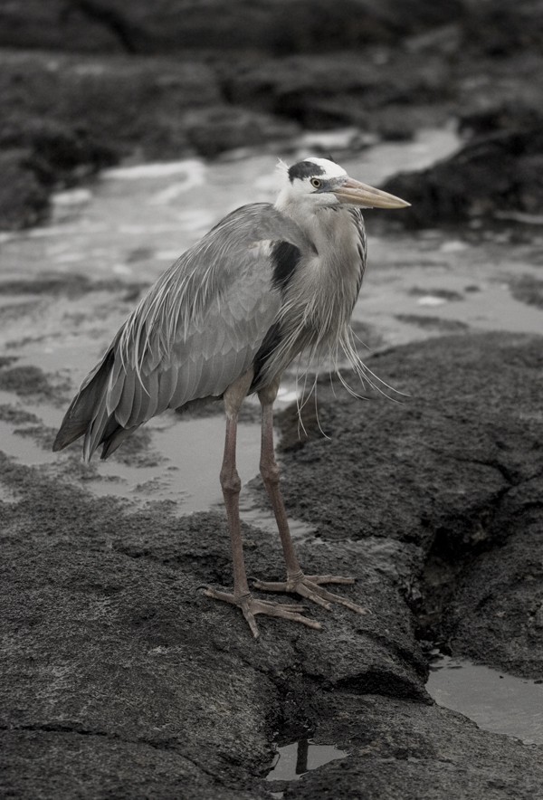 Great Blue Heron - ML645291876