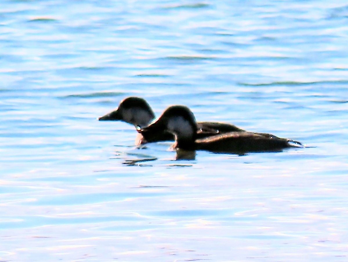 Black Scoter - ML645291902