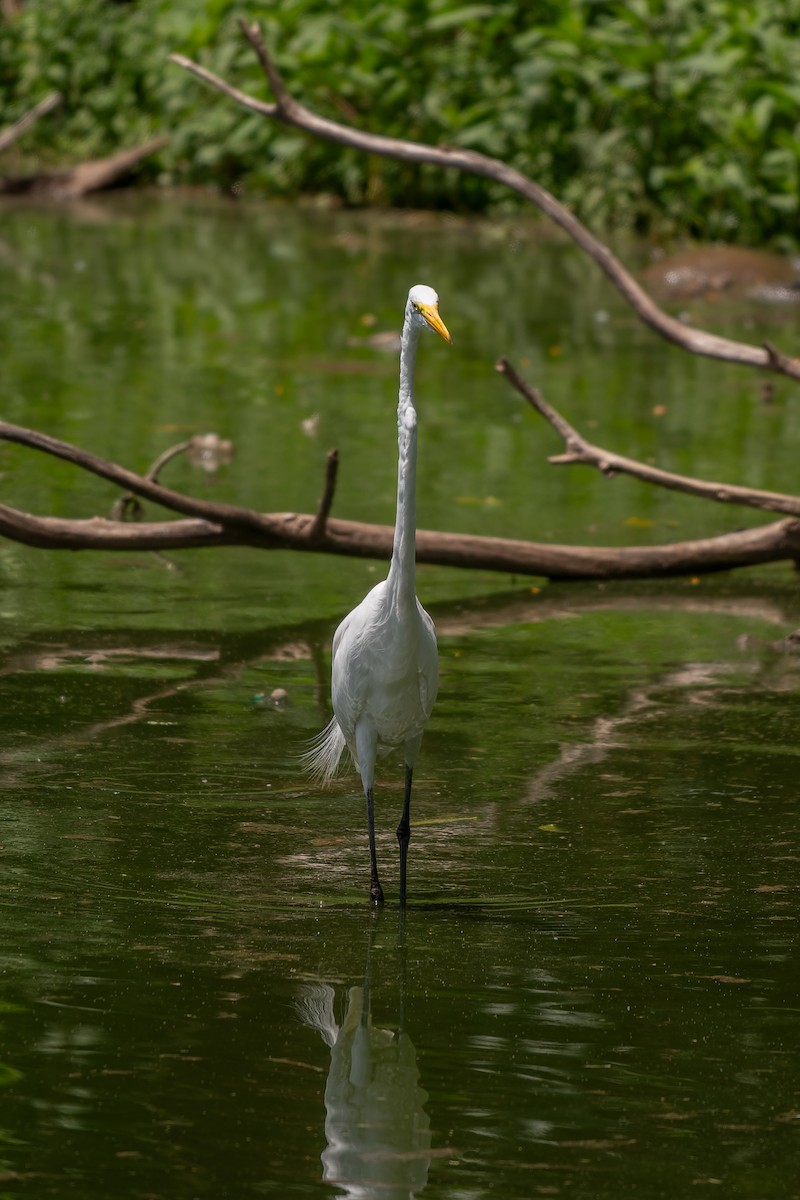 Great Egret - ML645291903