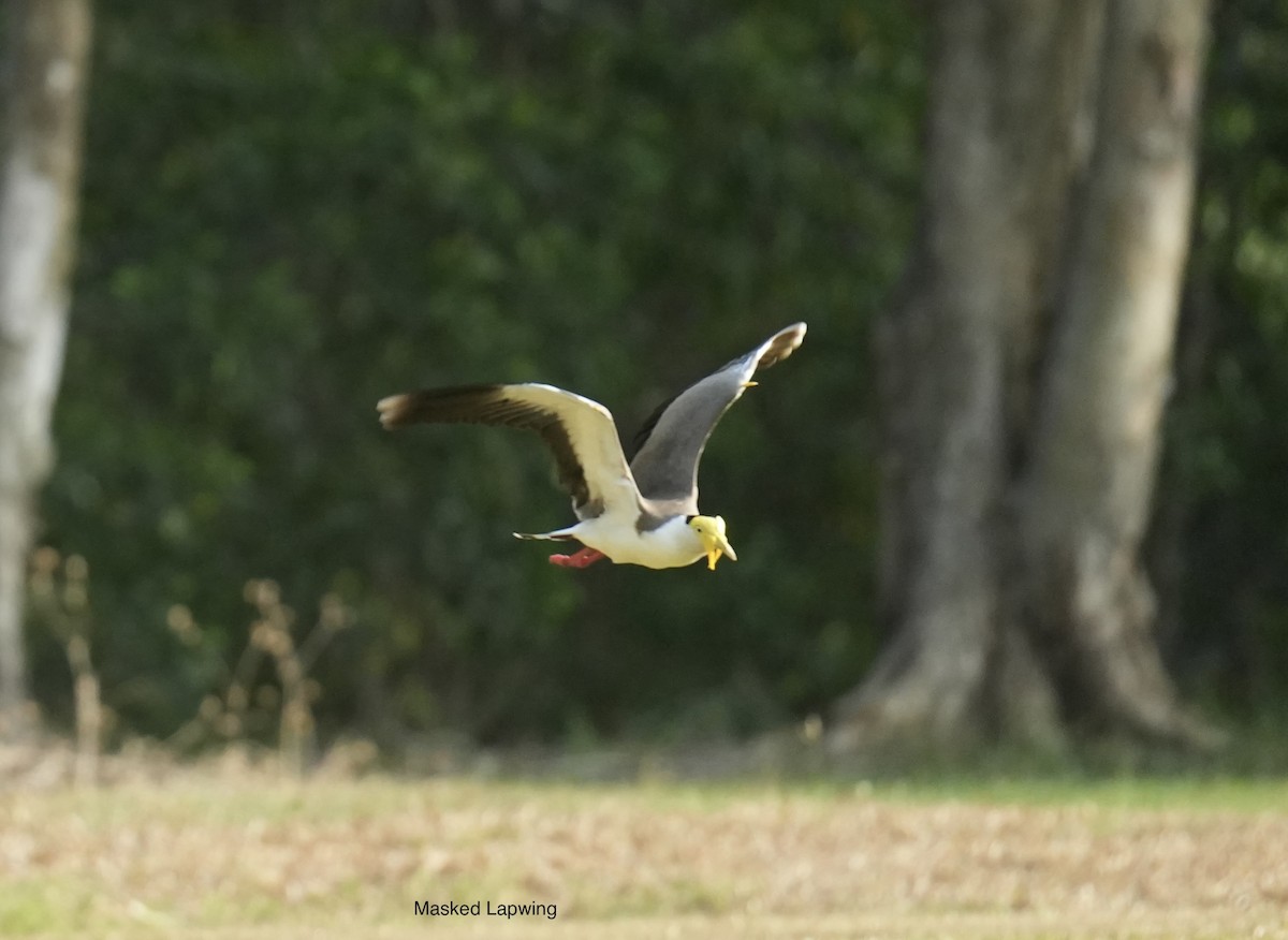 Masked Lapwing - ML645291904