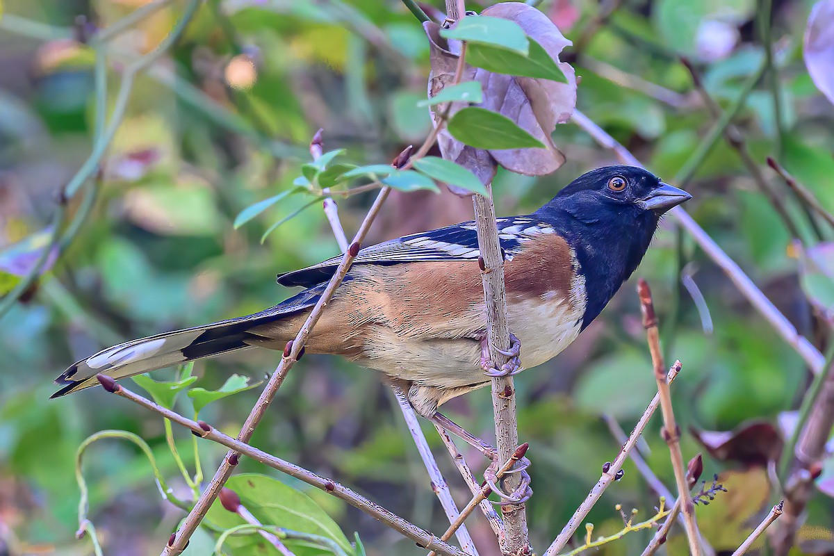 Spotted Towhee - ML645291907