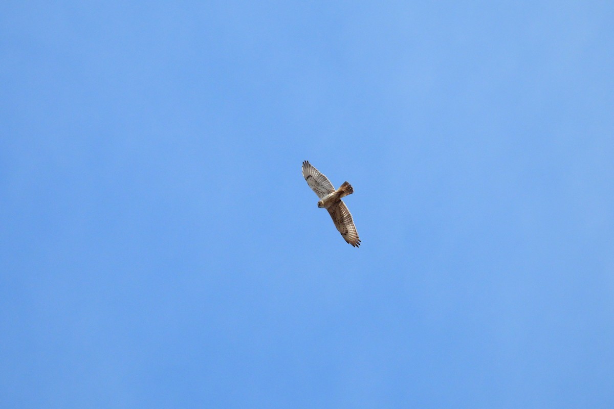 Ferruginous Hawk - ML645291914