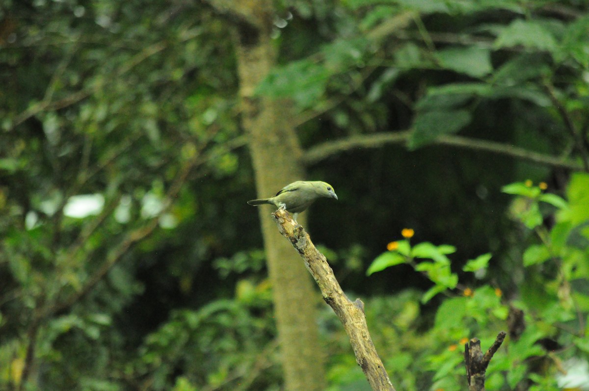 Tangara des palmiers - ML645291917