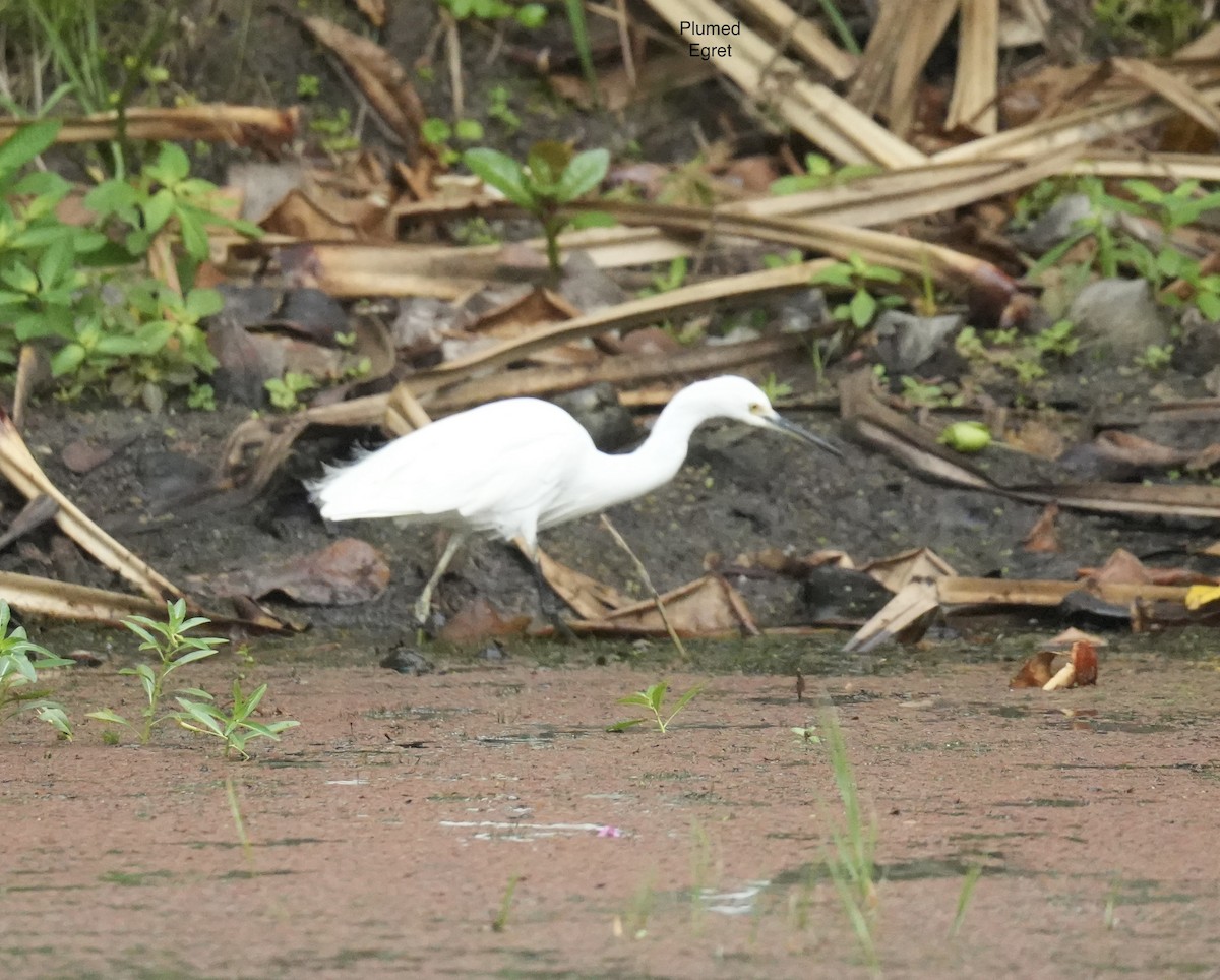 Aigrette garzette - ML645291921