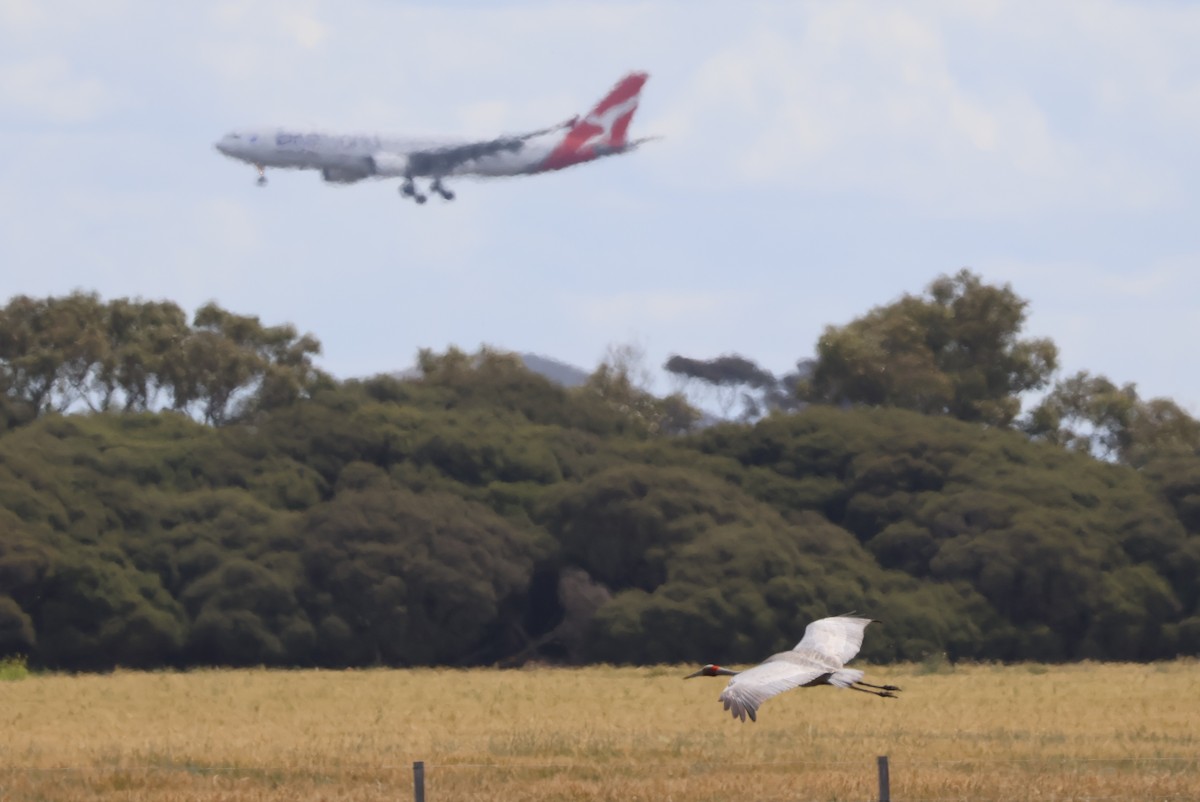 Brolga - ML645291922