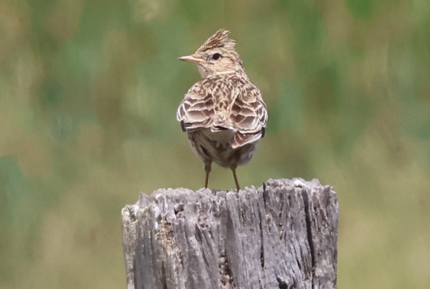 Eurasian Skylark - ML645291943