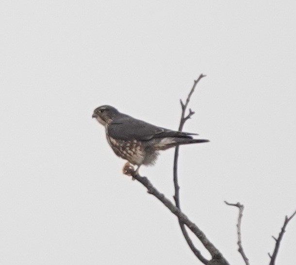 Merlin - ML645291949