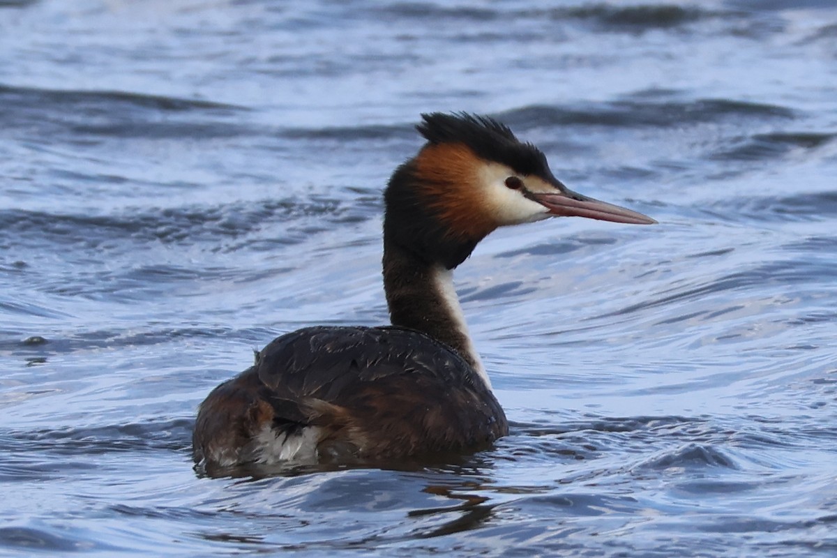 Great Crested Grebe - ML645291954
