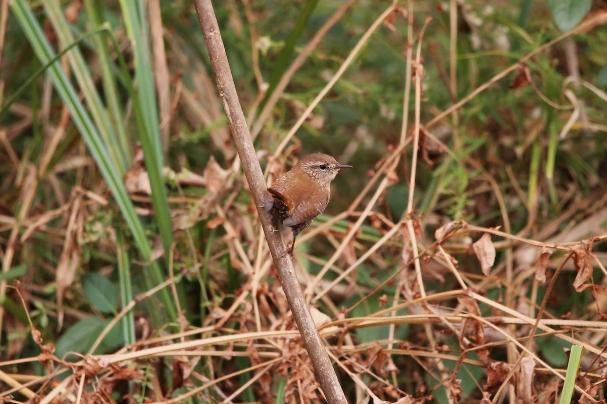 Winter Wren - ML645291955
