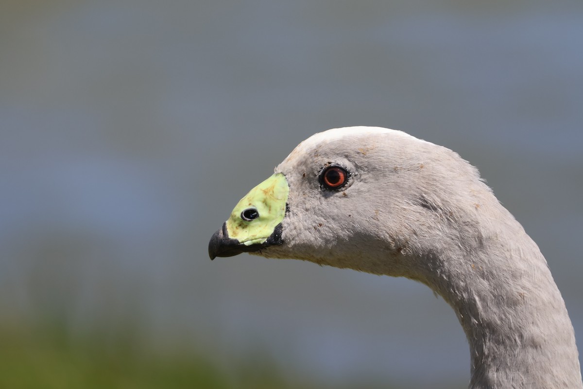 Cape Barren Goose - ML645291986