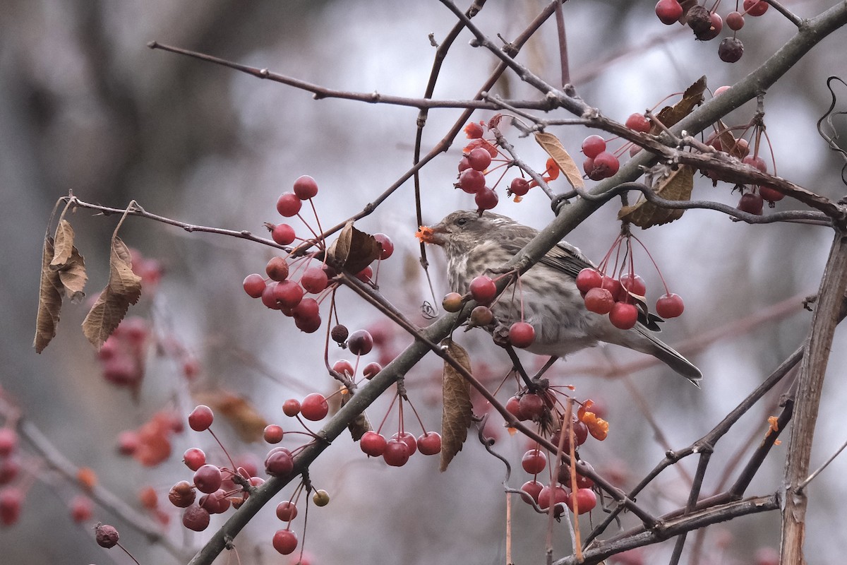 Roselin pourpré - ML645291991