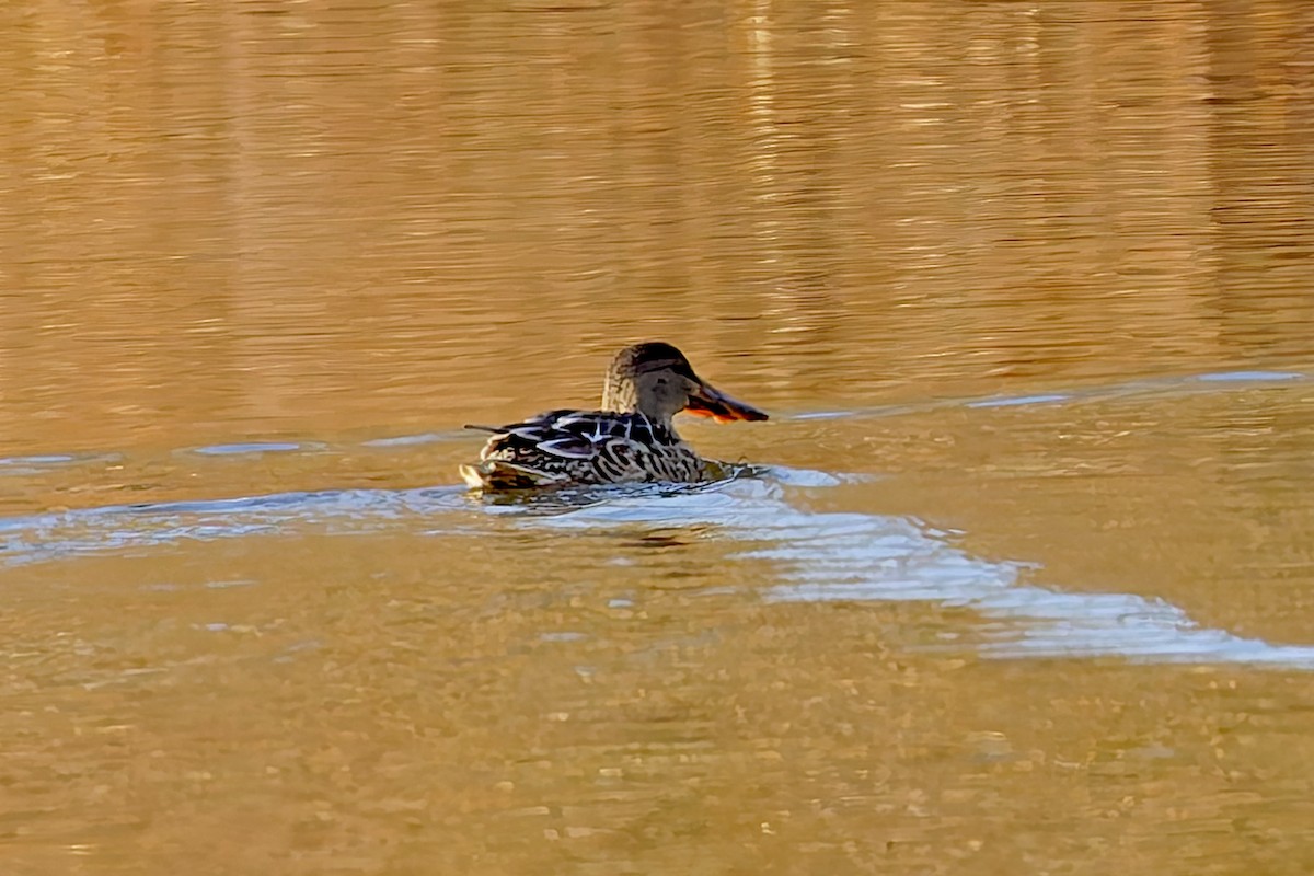 Northern Shoveler - ML645292016