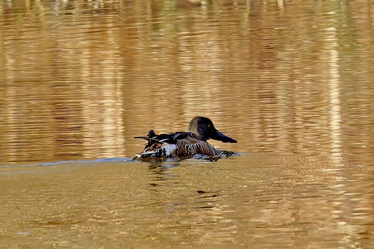 Northern Shoveler - ML645292017