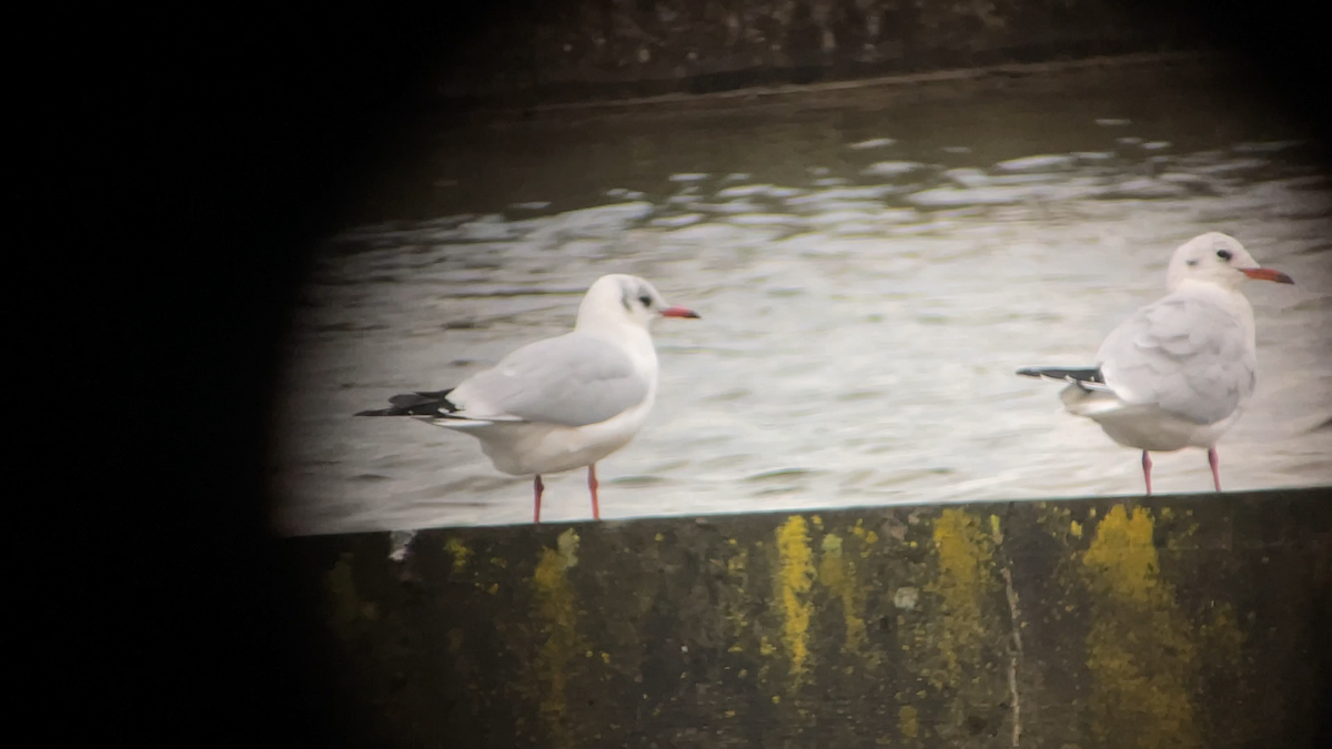 Gabbiano comune - ML645292019