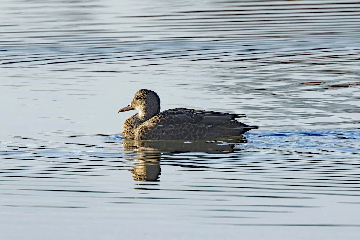 Gadwall - ML645292022